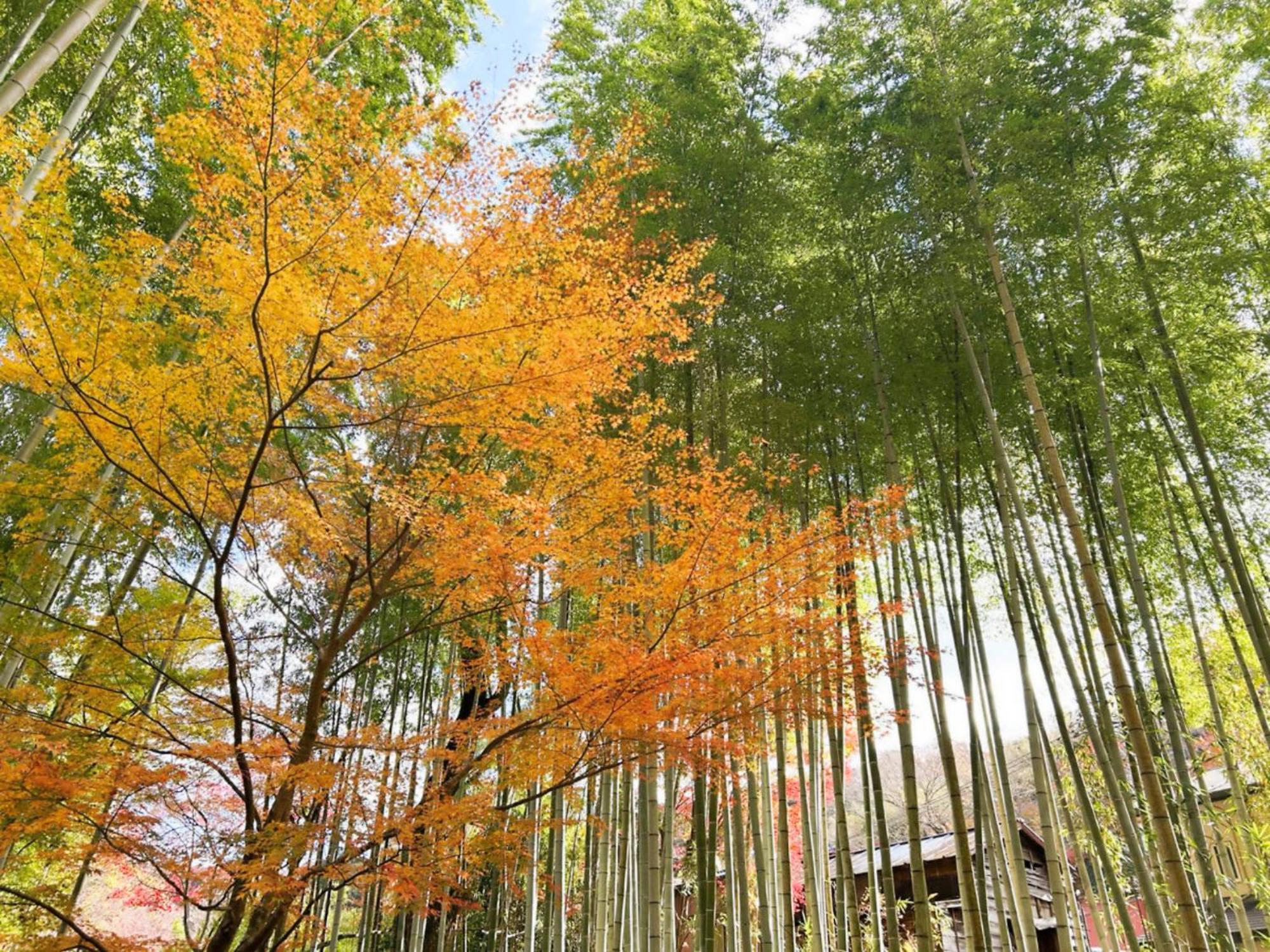 Shuzenji Onsen Hotel Takitei Izu (Shizuoka) Exterior foto