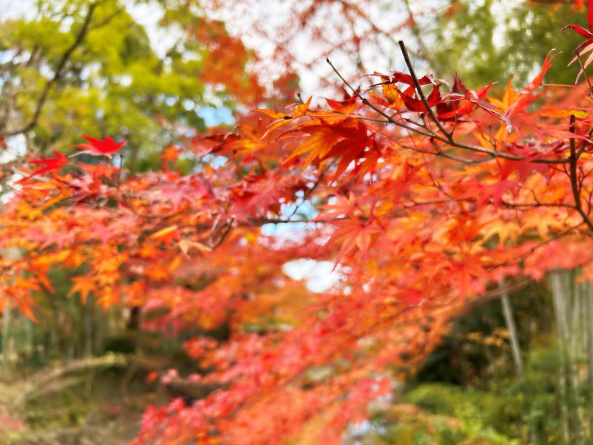 Shuzenji Onsen Hotel Takitei Izu (Shizuoka) Exterior foto